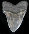 Exceptional Megalodon Tooth - Absolutely Massive #35556-2